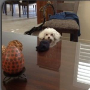 Meet your Posher, Annette